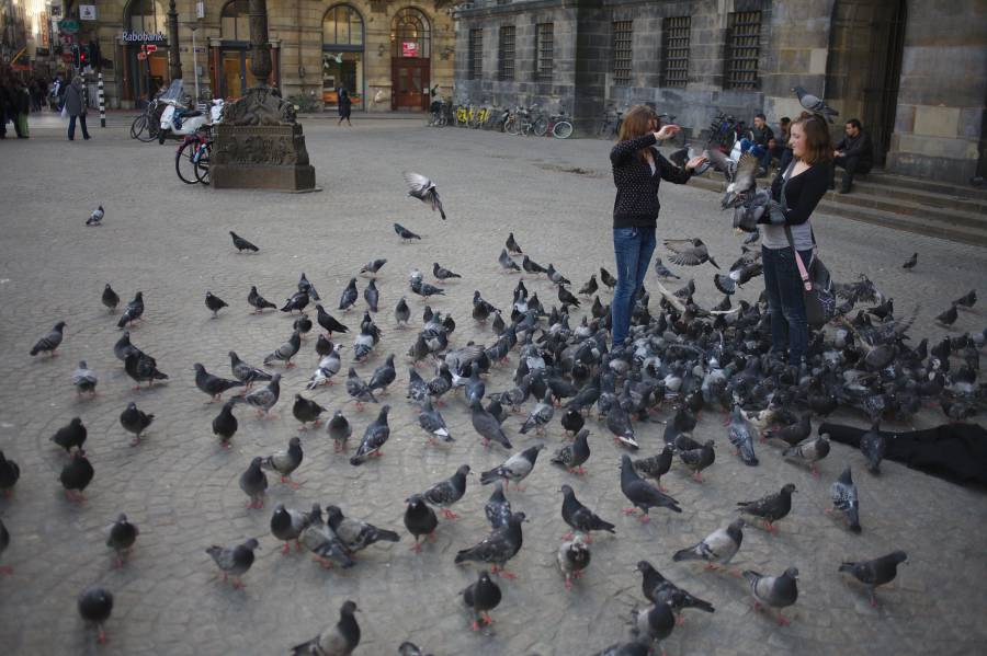 City of pigeons